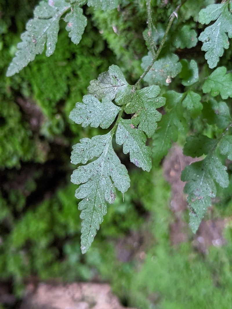 Cutleaf Spleenwort photo 4