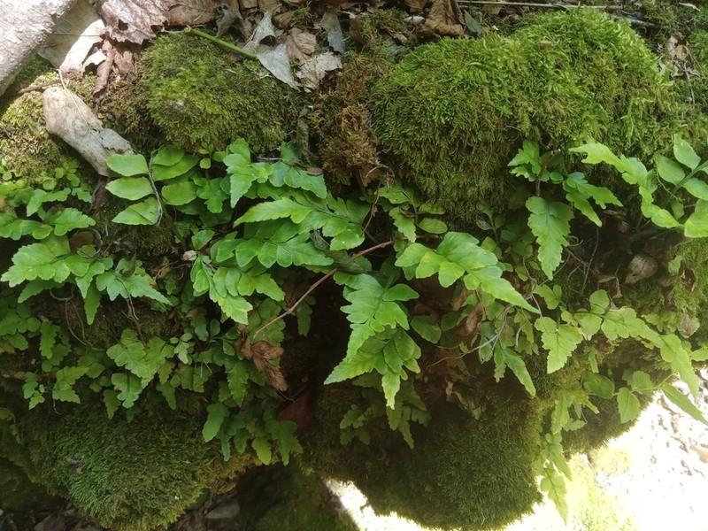 Cutleaf Spleenwort photo 5
