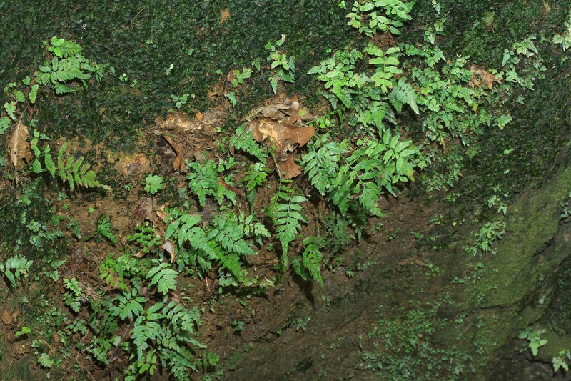Cutleaf Spleenwort photo 6