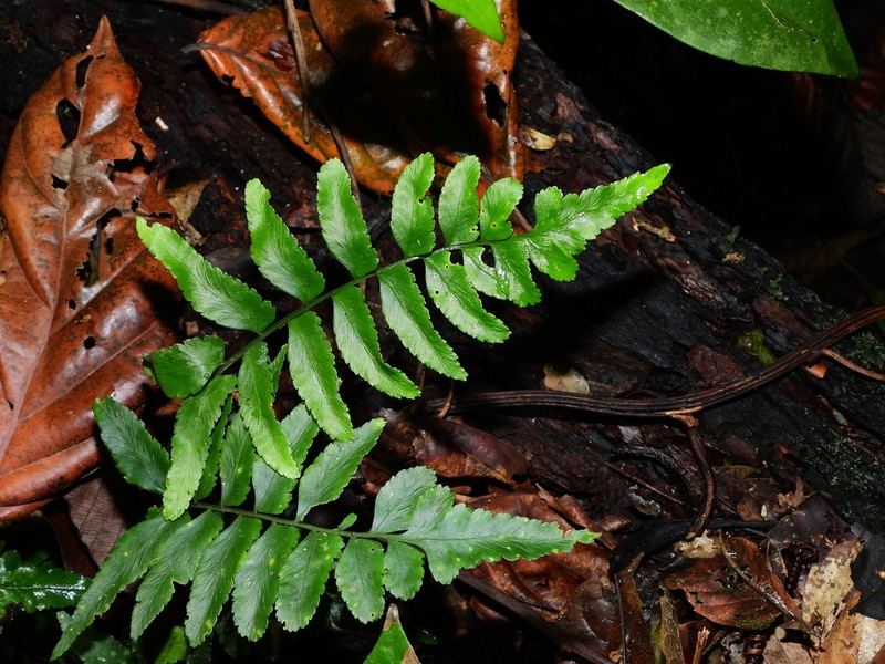 Cutleaf Spleenwort photo 7