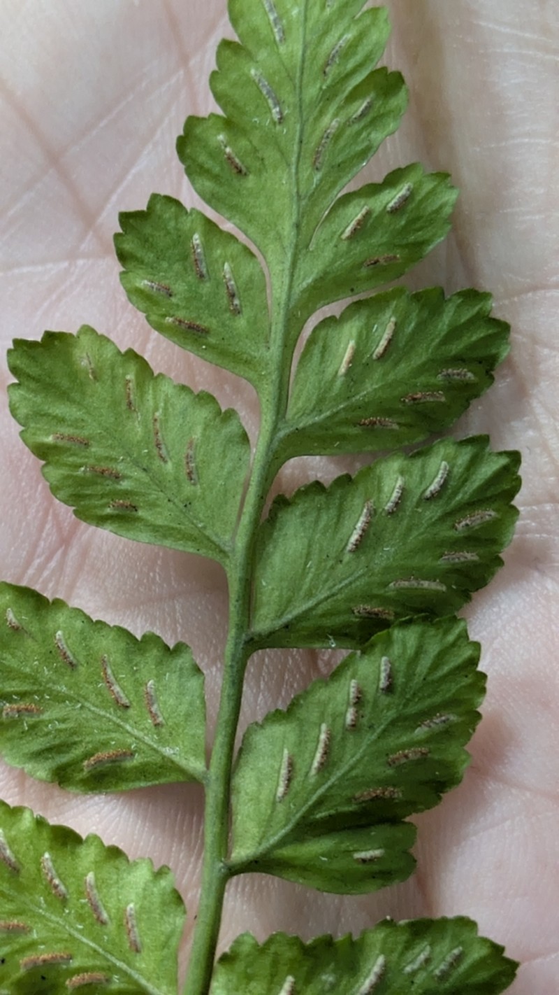 Cutleaf Spleenwort photo 8
