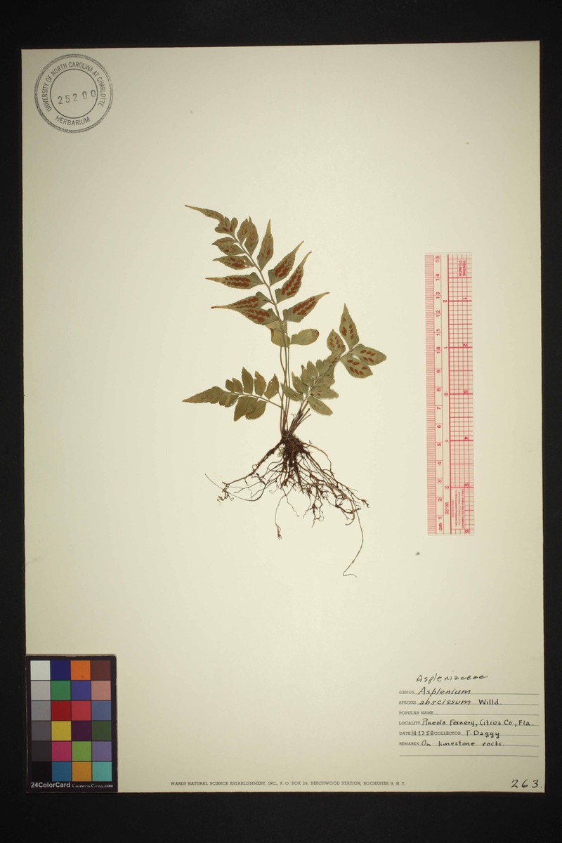 Asplenium abscissum var. abscissum