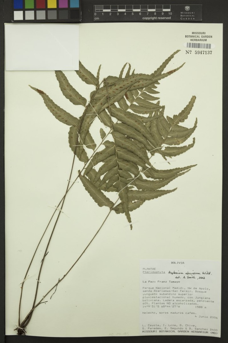 Asplenium abscissum var. subaequilaterale