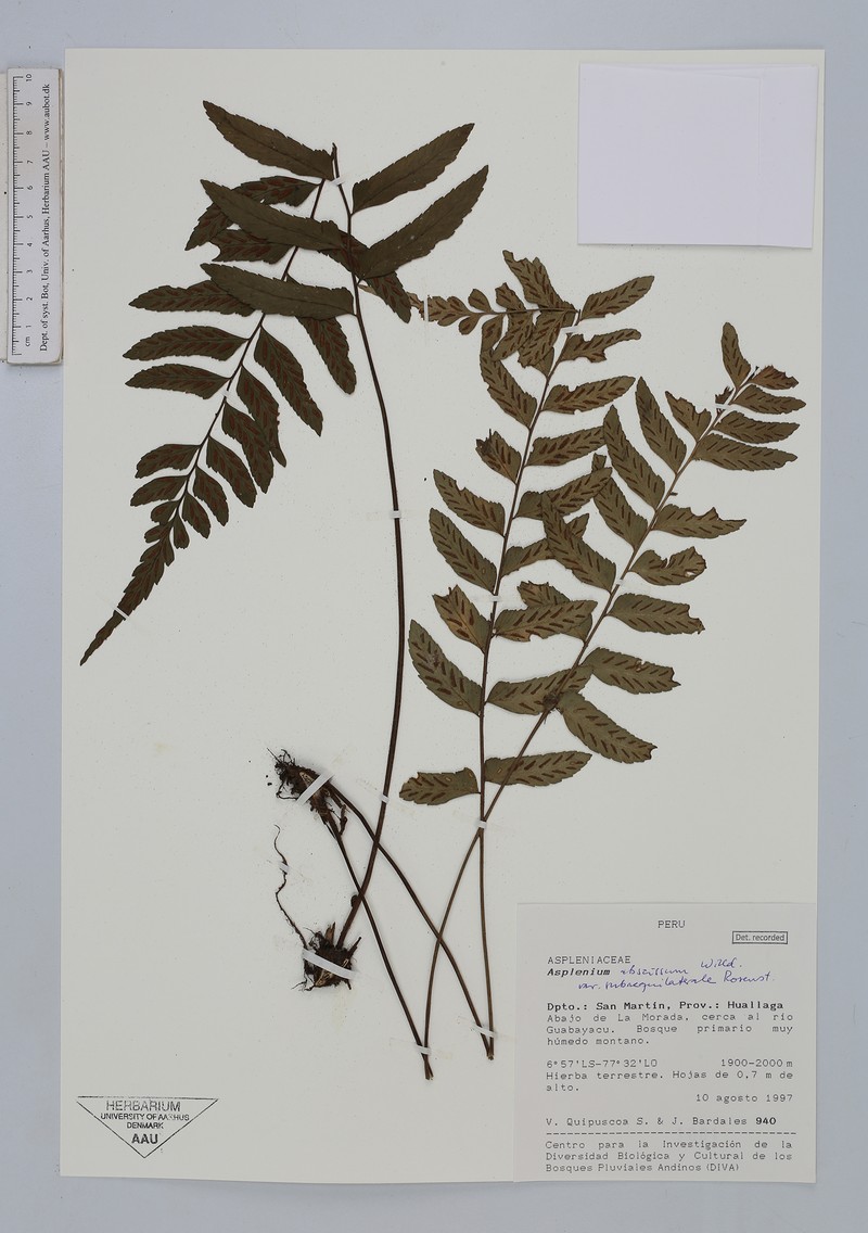Asplenium abscissum var. subaequilaterale photo 2