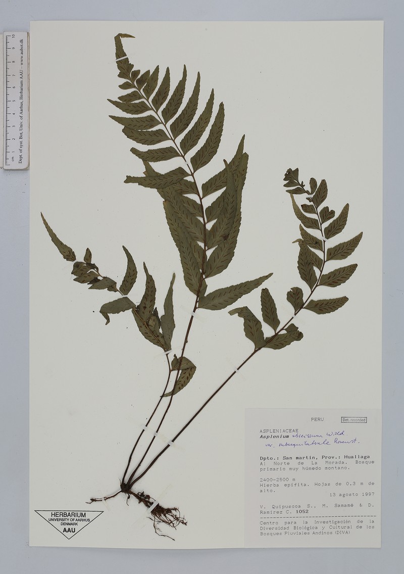 Asplenium abscissum var. subaequilaterale photo 3