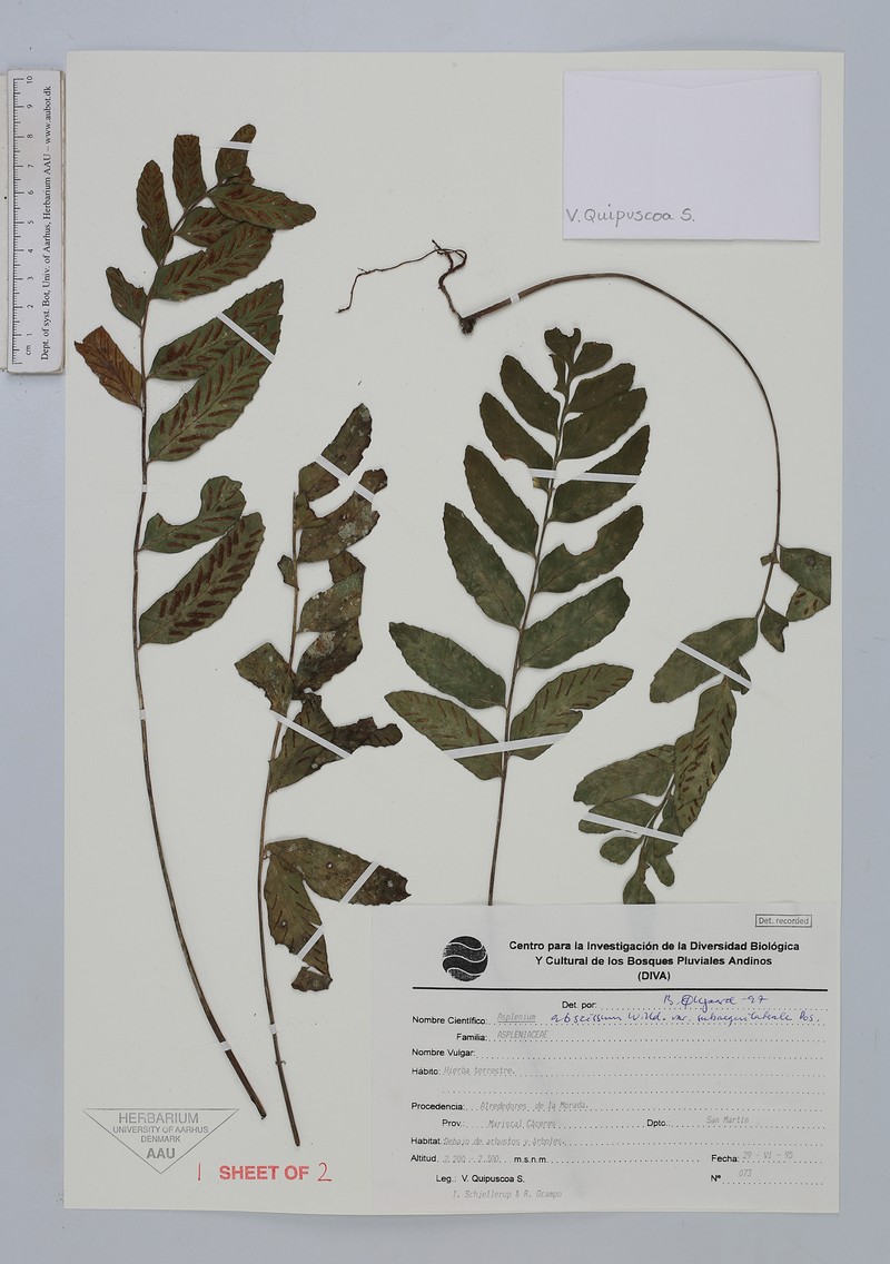 Asplenium abscissum var. subaequilaterale photo 4