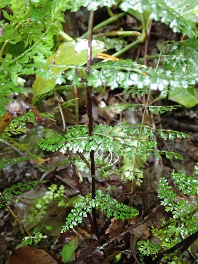 Asplenium abyssinicum