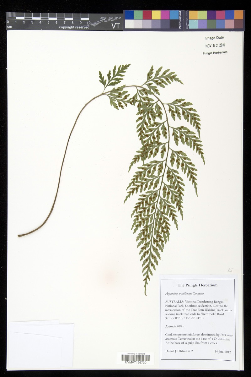 Asplenium abyssinicum
