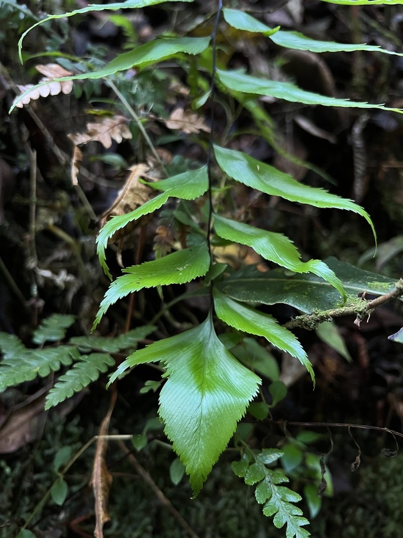 Asplenium achalense