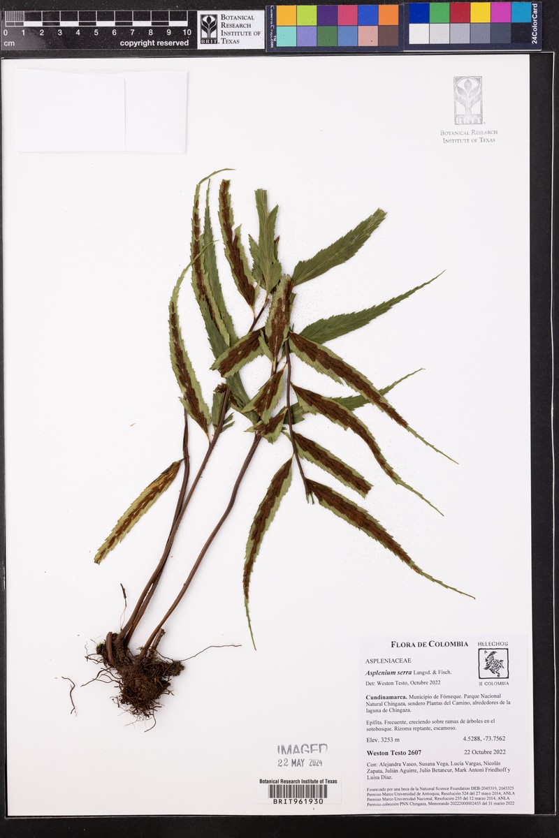 Asplenium achalense photo 2