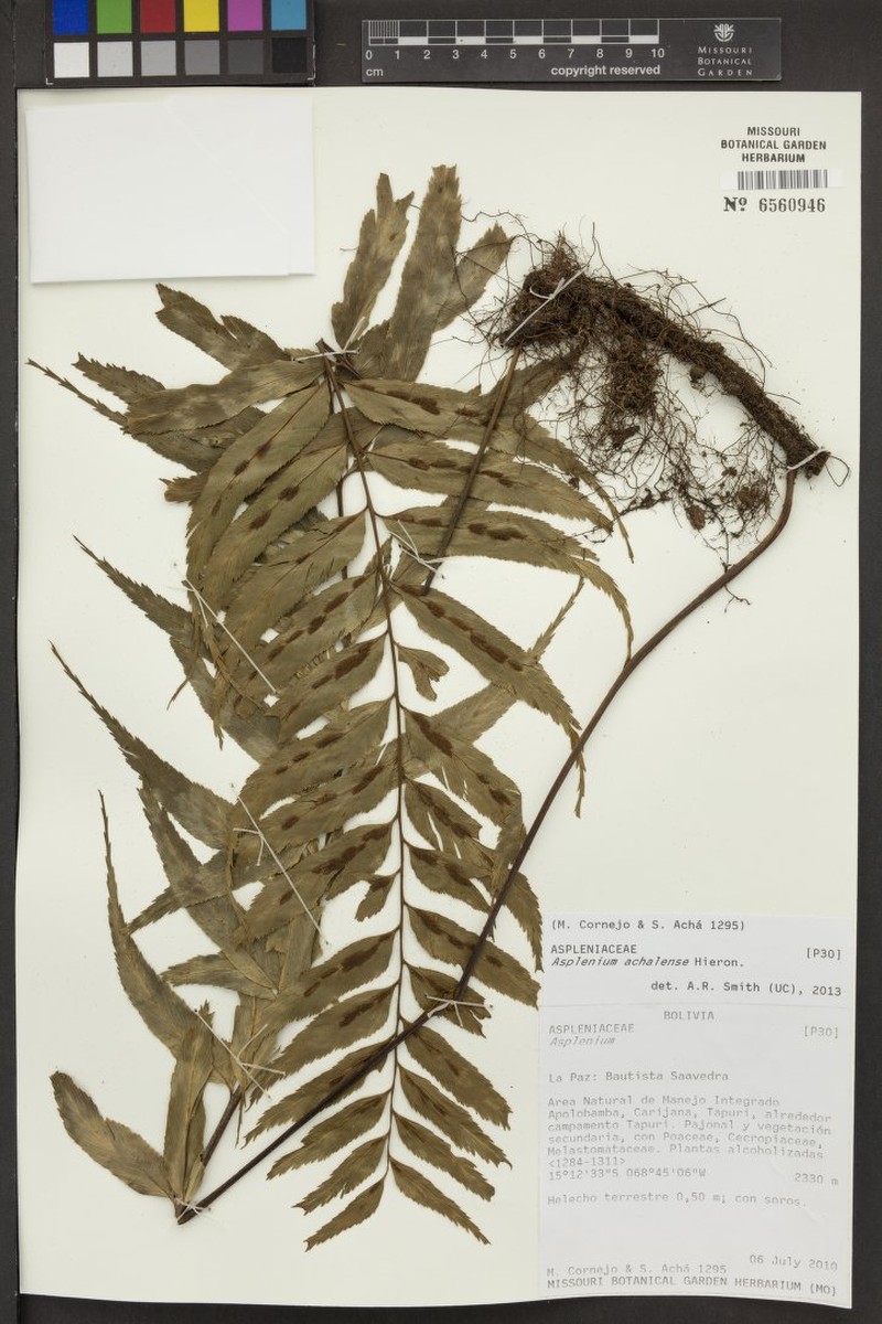 Asplenium achalense photo 3