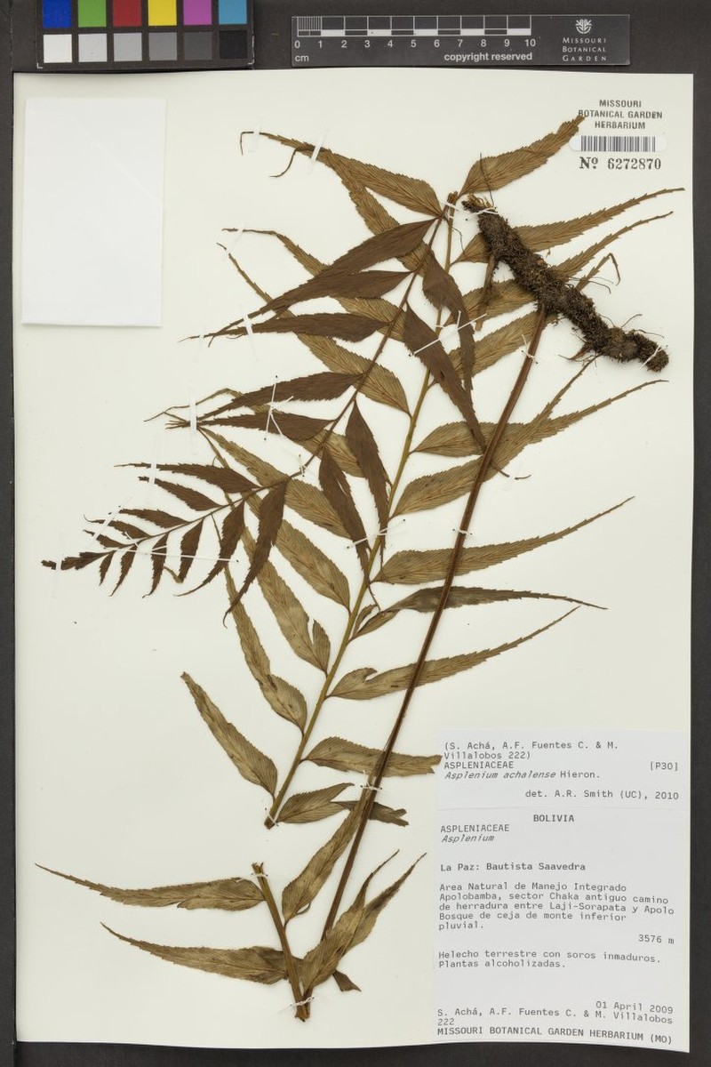 Asplenium achalense photo 4