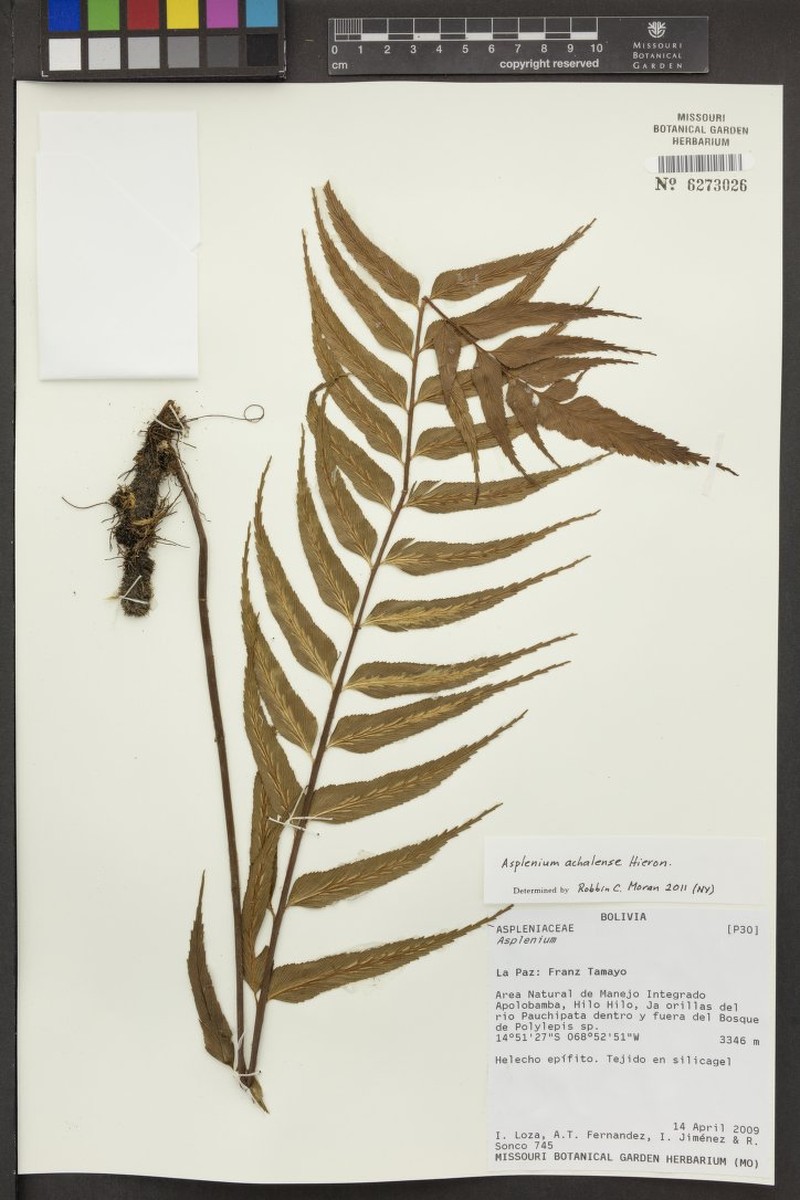 Asplenium achalense photo 5