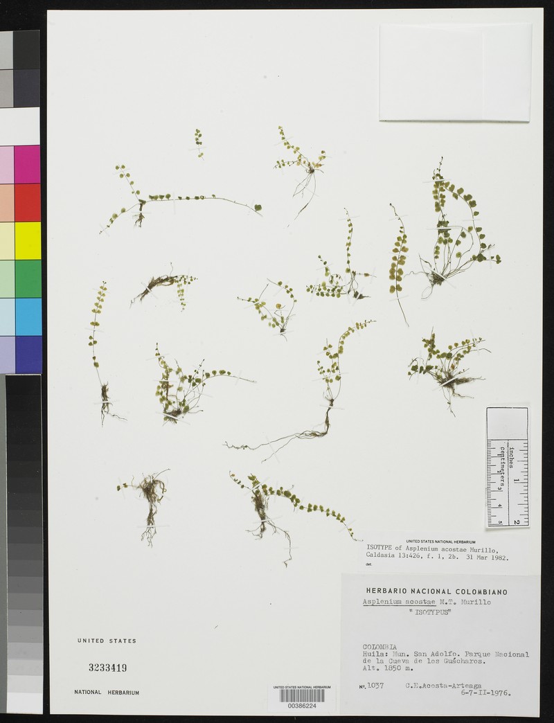 Asplenium acostae