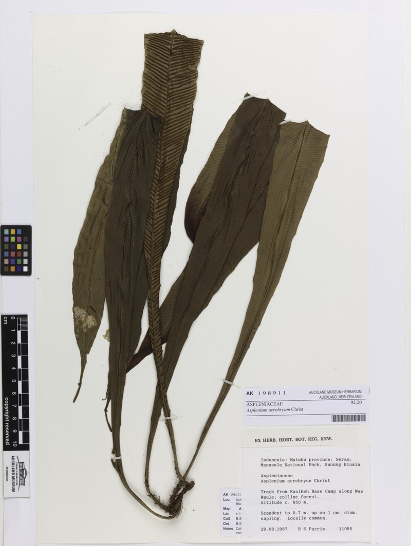 Asplenium acrobryum