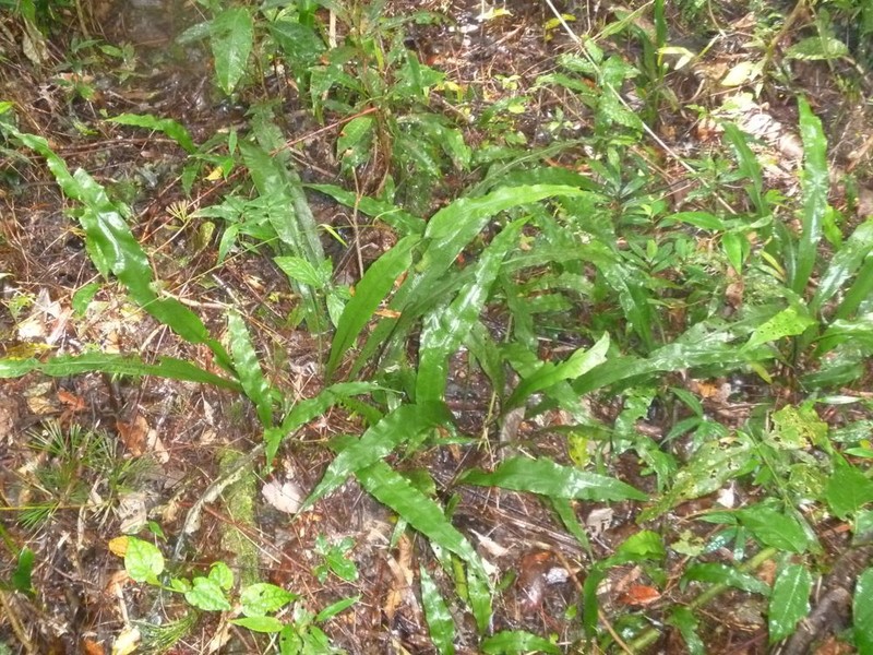 Asplenium acrobryum
