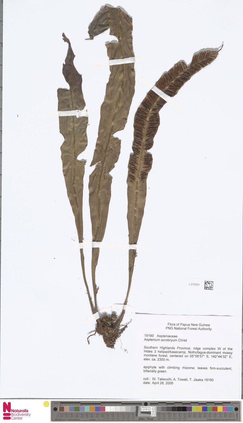 Asplenium acrobryum photo 2