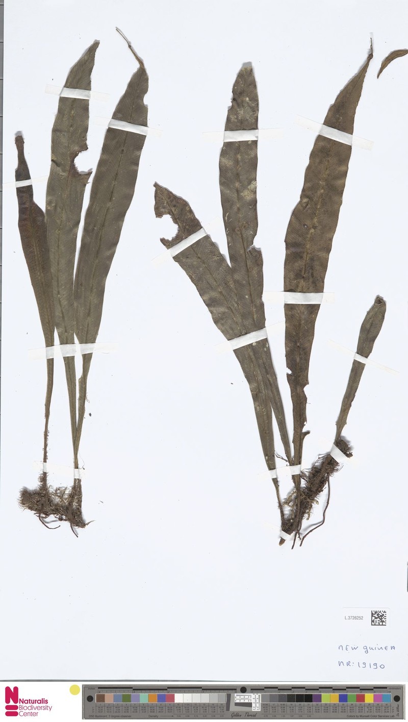 Asplenium acrobryum photo 3