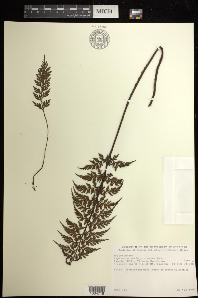 Asplenium actiniopteroides photo 2