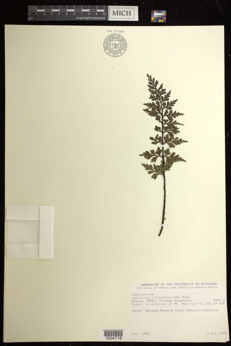 Asplenium actiniopteroides photo 3
