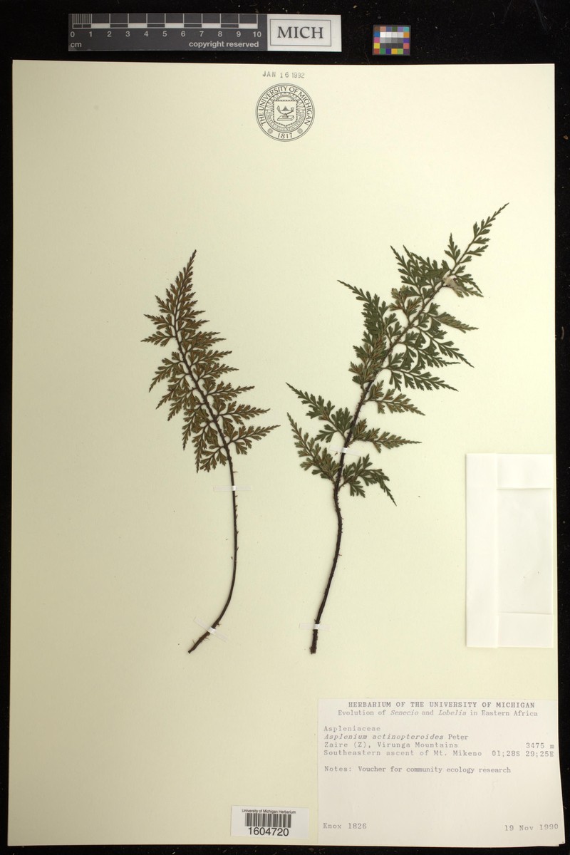 Asplenium actiniopteroides photo 4