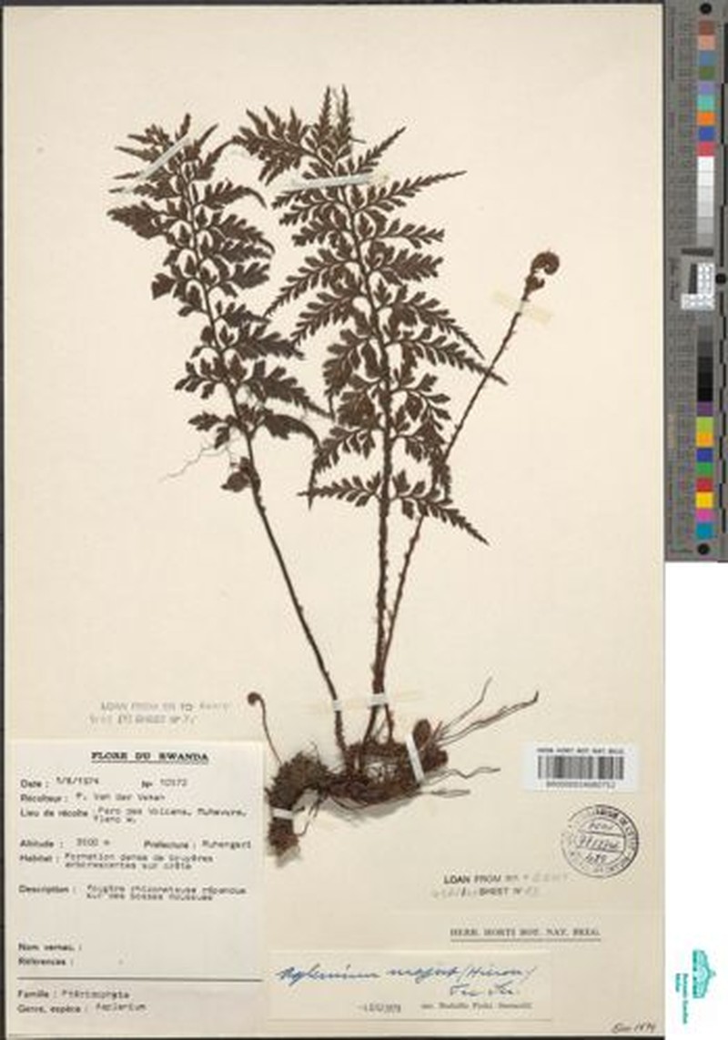 Asplenium actiniopteroides