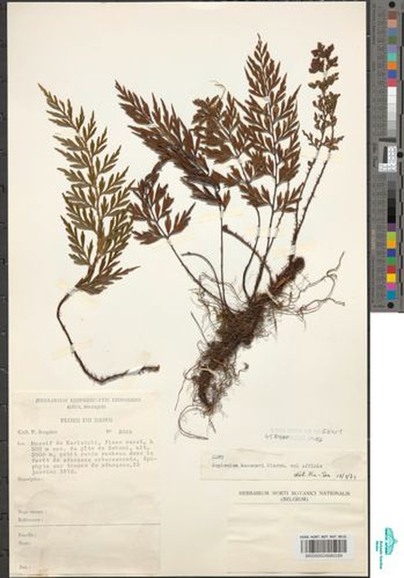 Asplenium actiniopteroides photo 2