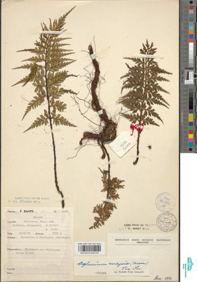 Asplenium actiniopteroides photo 3