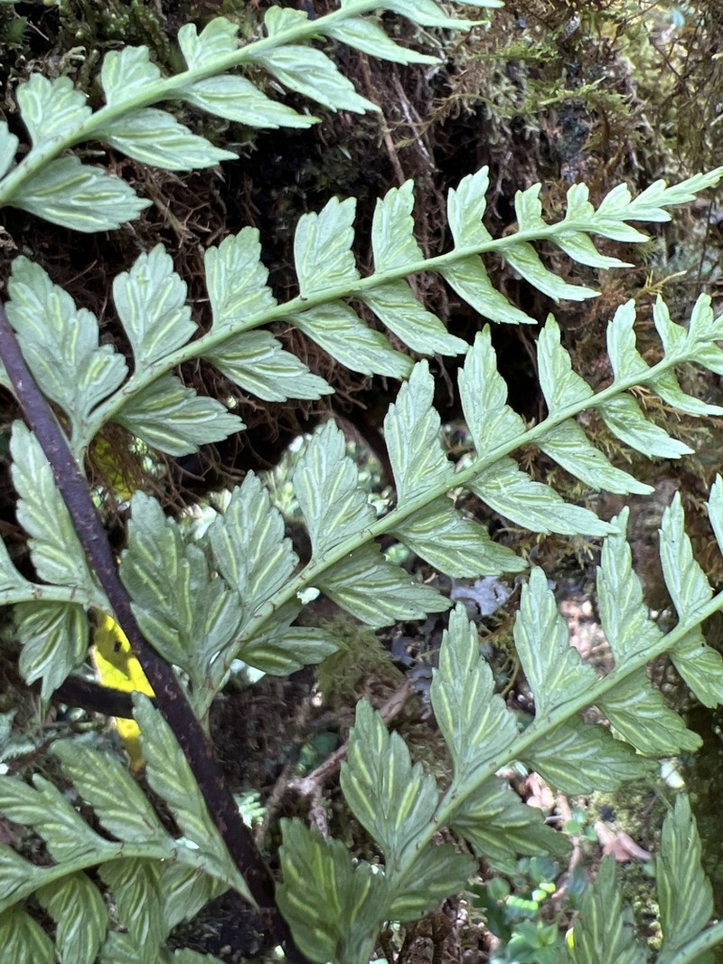 Tapertip Spleenwort