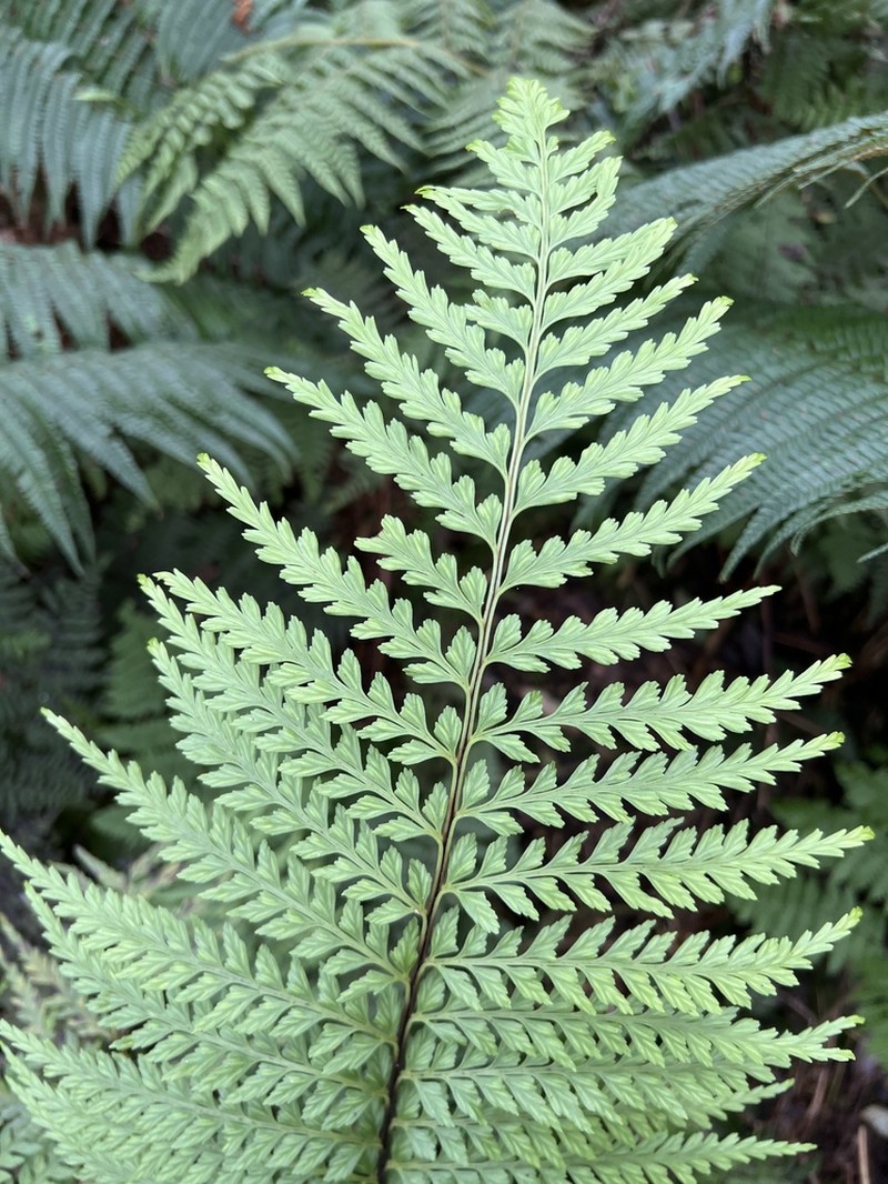 Tapertip Spleenwort photo 2