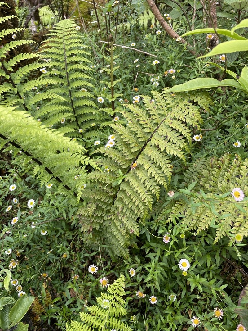 Tapertip Spleenwort photo 3