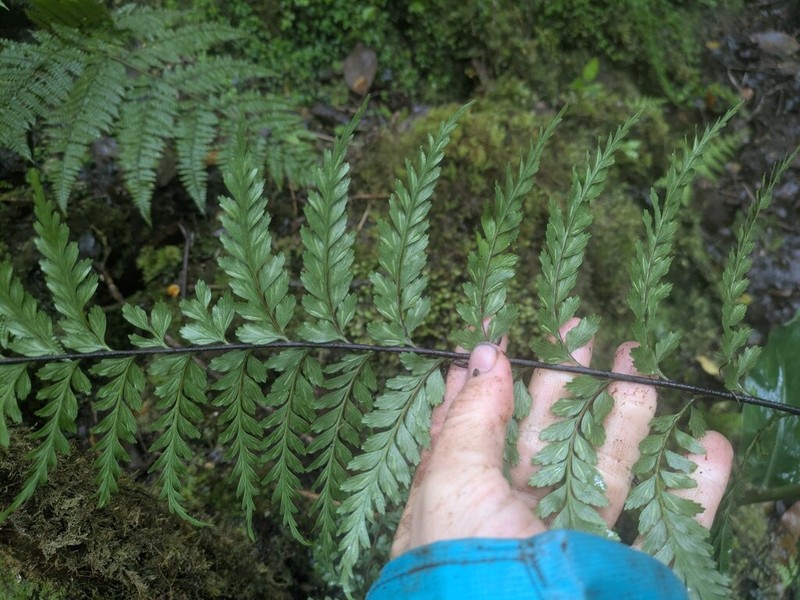 Tapertip Spleenwort photo 4