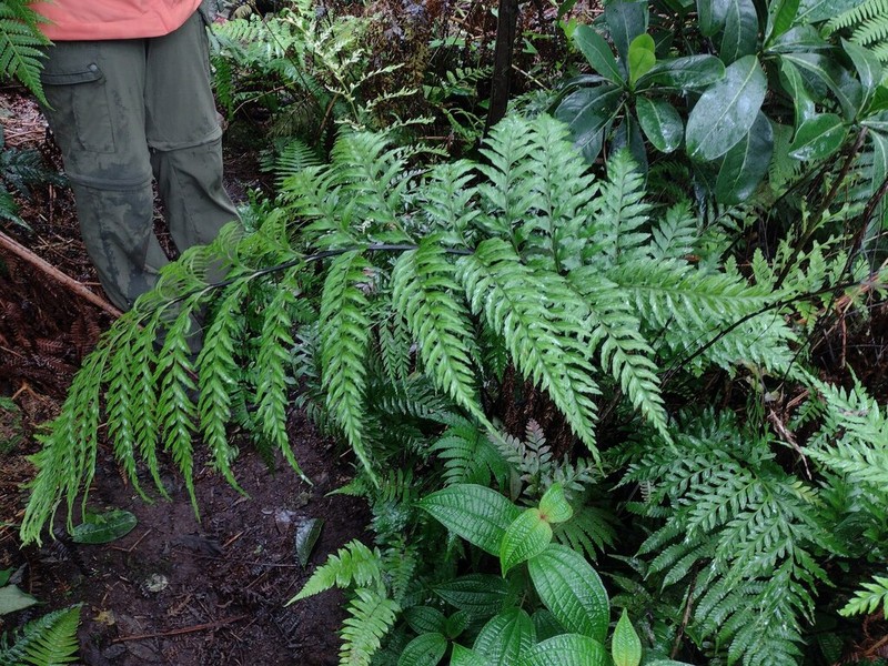 Tapertip Spleenwort photo 5