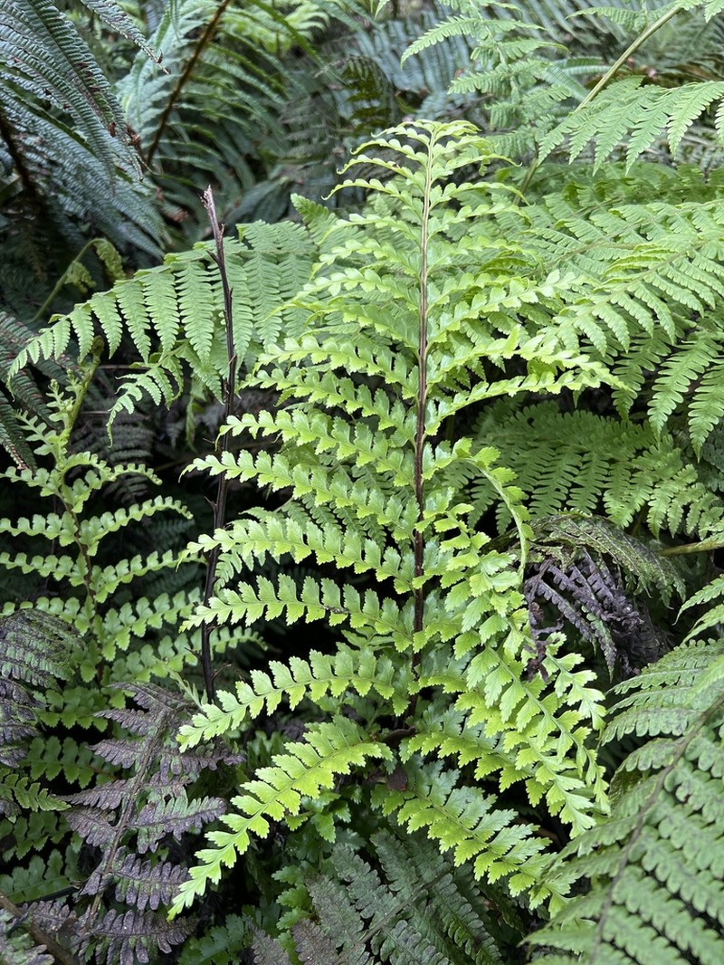 Tapertip Spleenwort photo 6