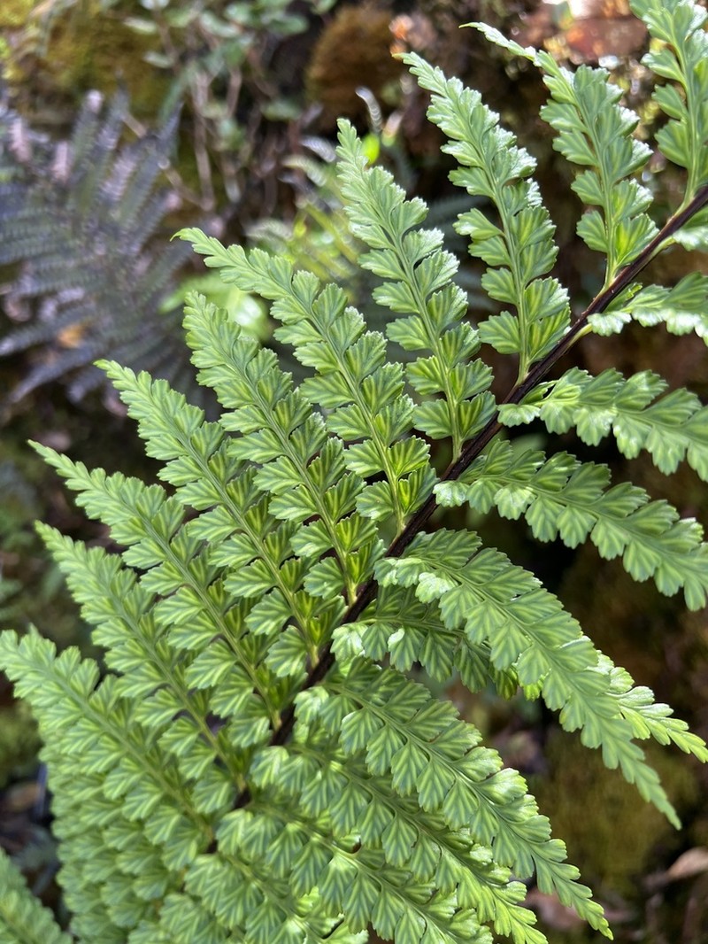 Tapertip Spleenwort photo 7