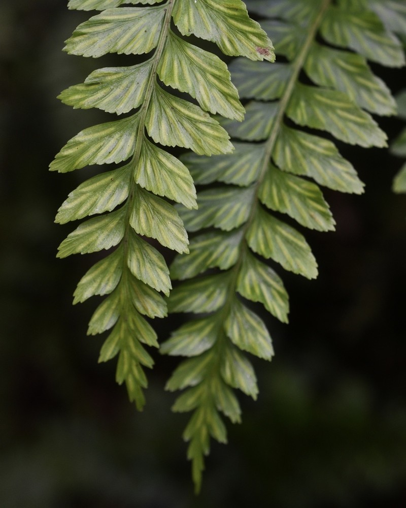 Tapertip Spleenwort photo 8