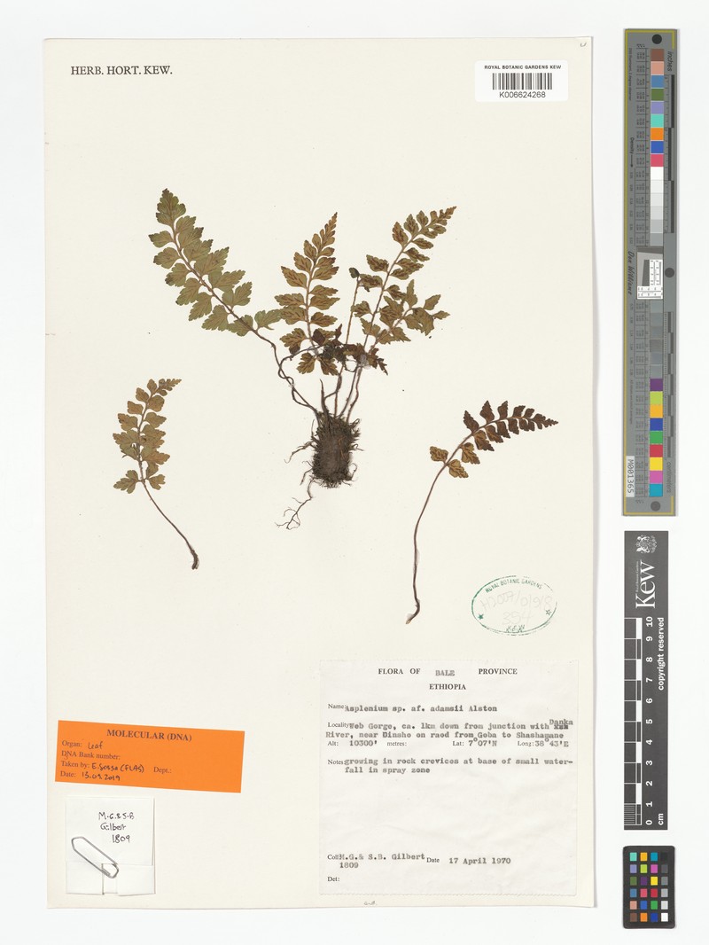 Asplenium adamsii