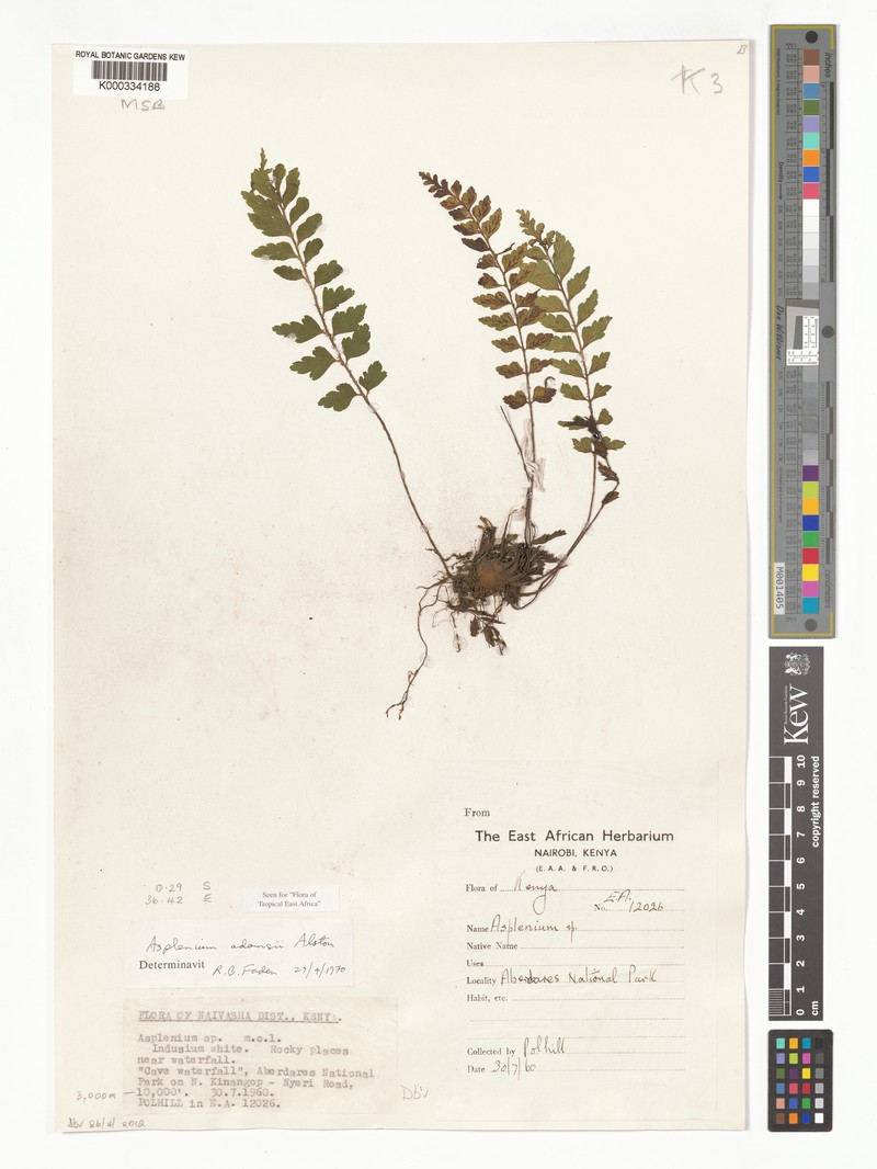 Asplenium adamsii photo 2