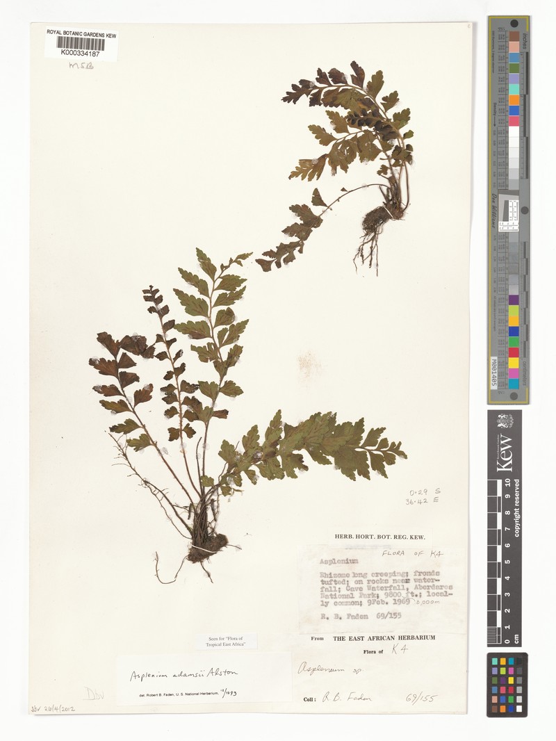 Asplenium adamsii photo 3
