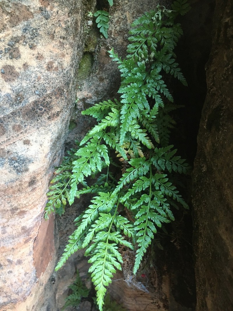Black Spleenwort photo 2