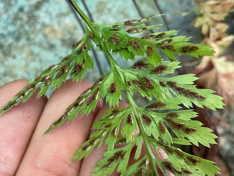 Black Spleenwort photo 3