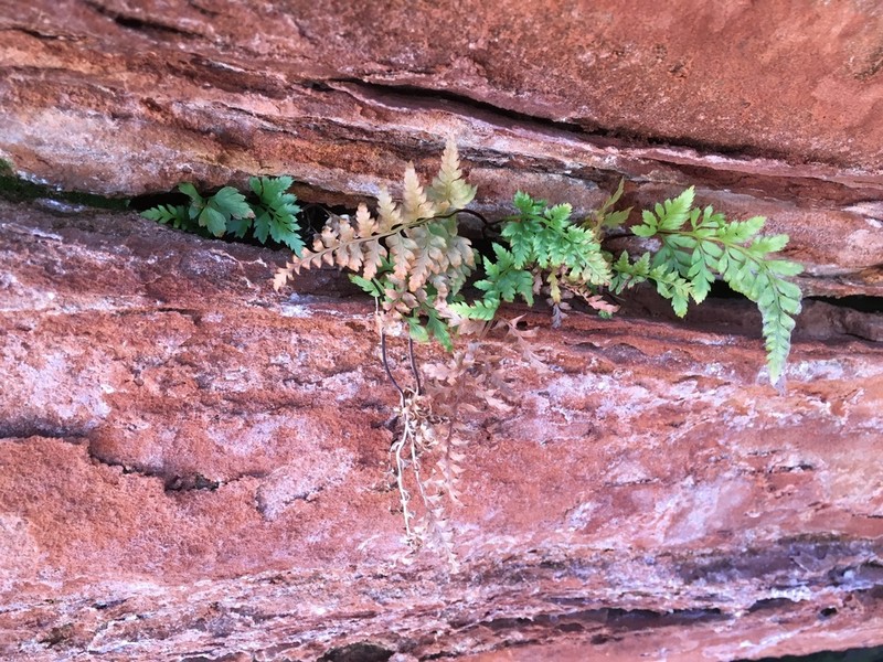 Black Spleenwort photo 4