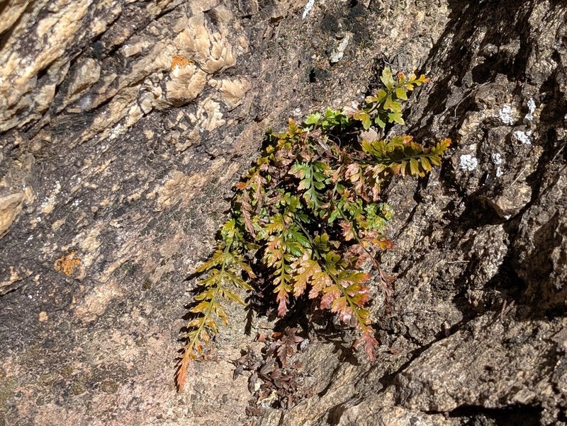 Black Spleenwort photo 5
