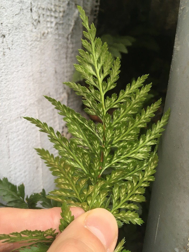 Black Spleenwort photo 6