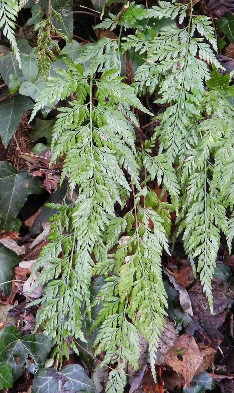 Black Spleenwort photo 7