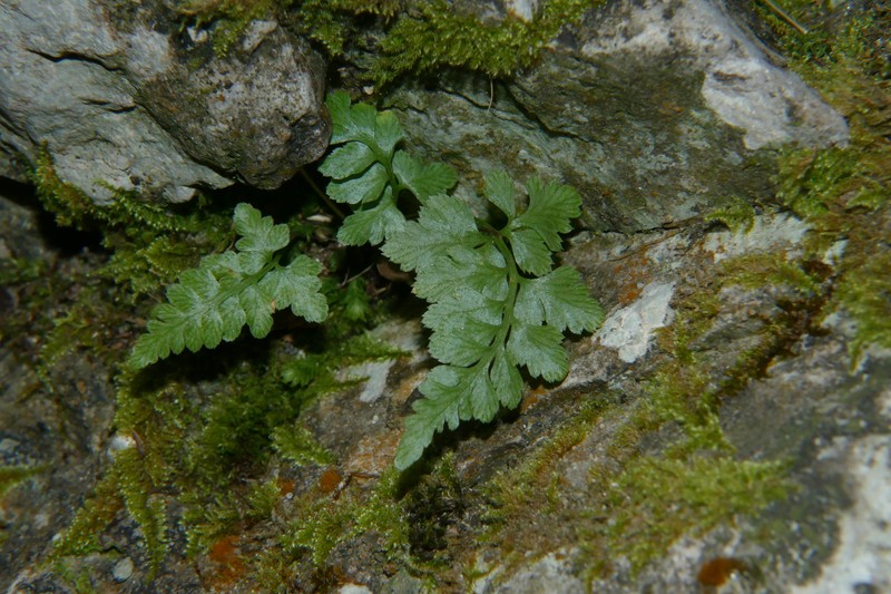 Spreading Spleenwort