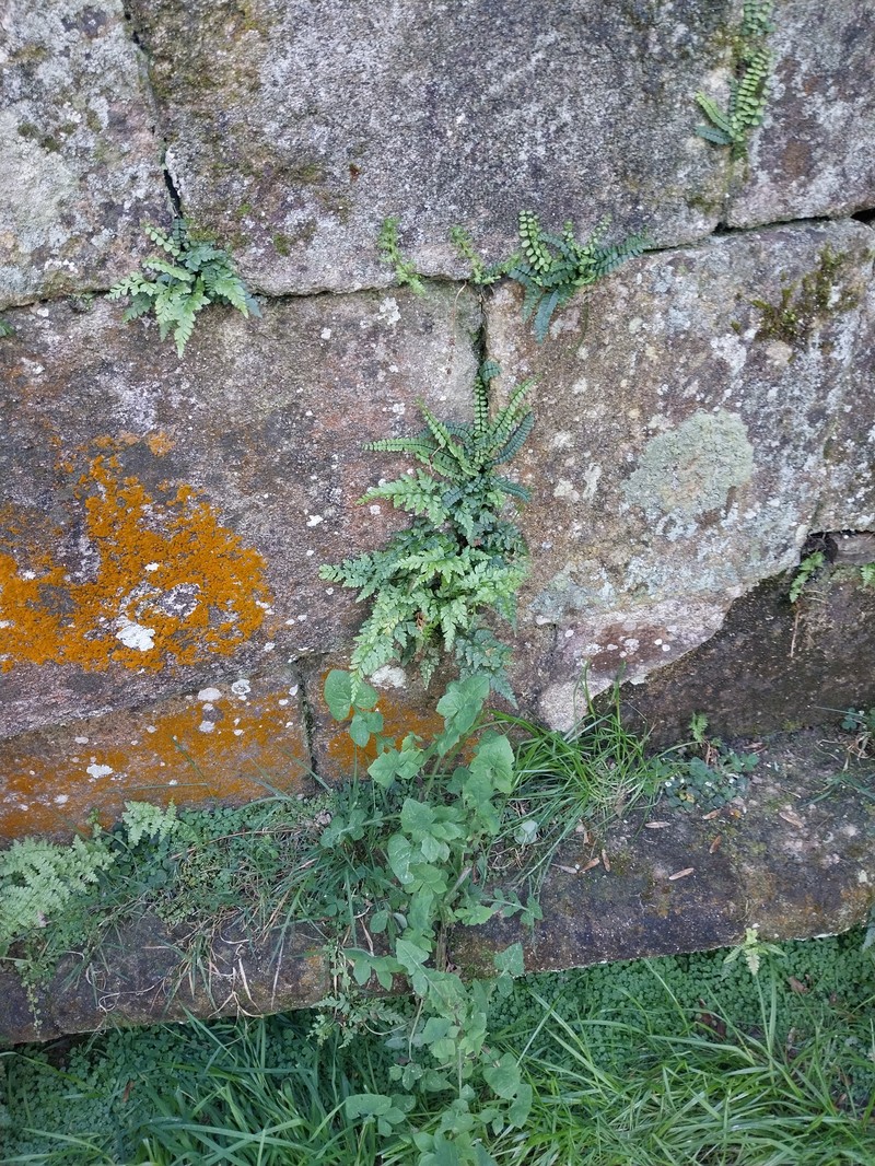 Spreading Spleenwort photo 2