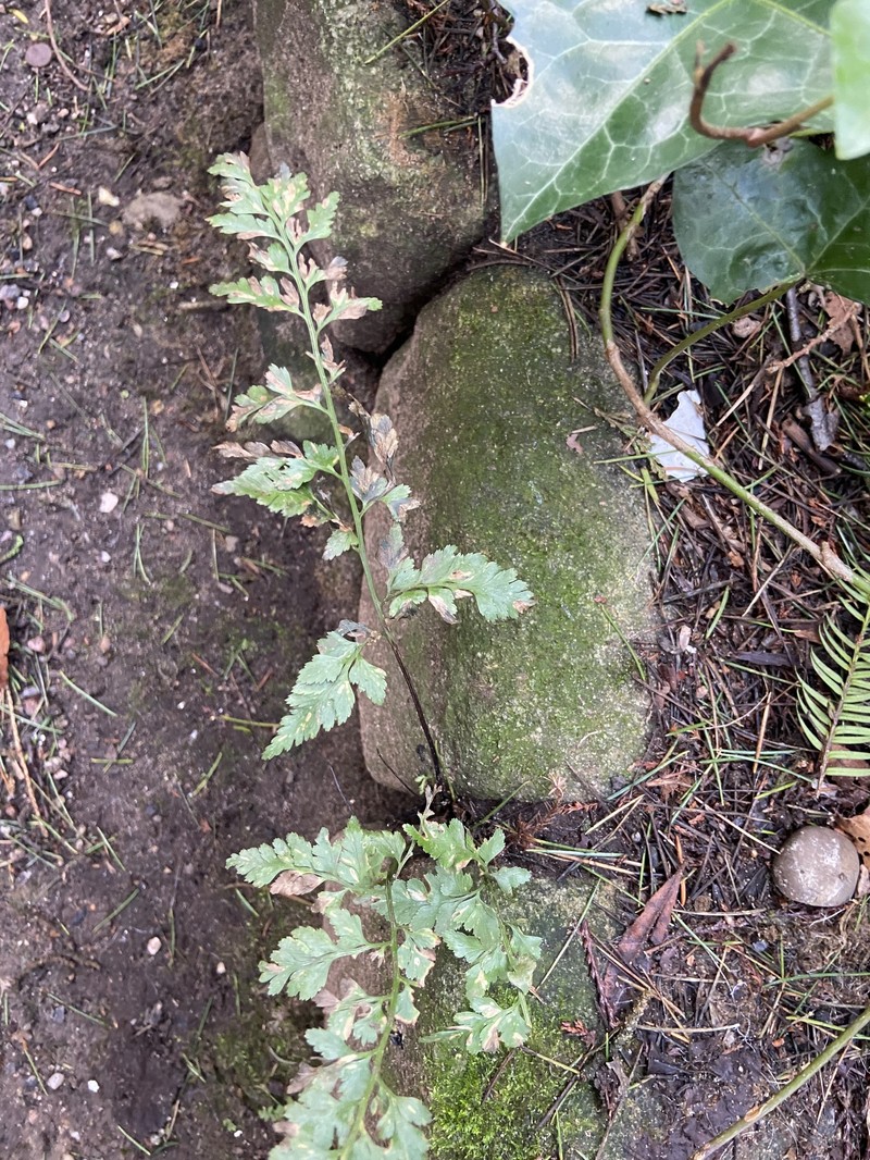 Spreading Spleenwort photo 3