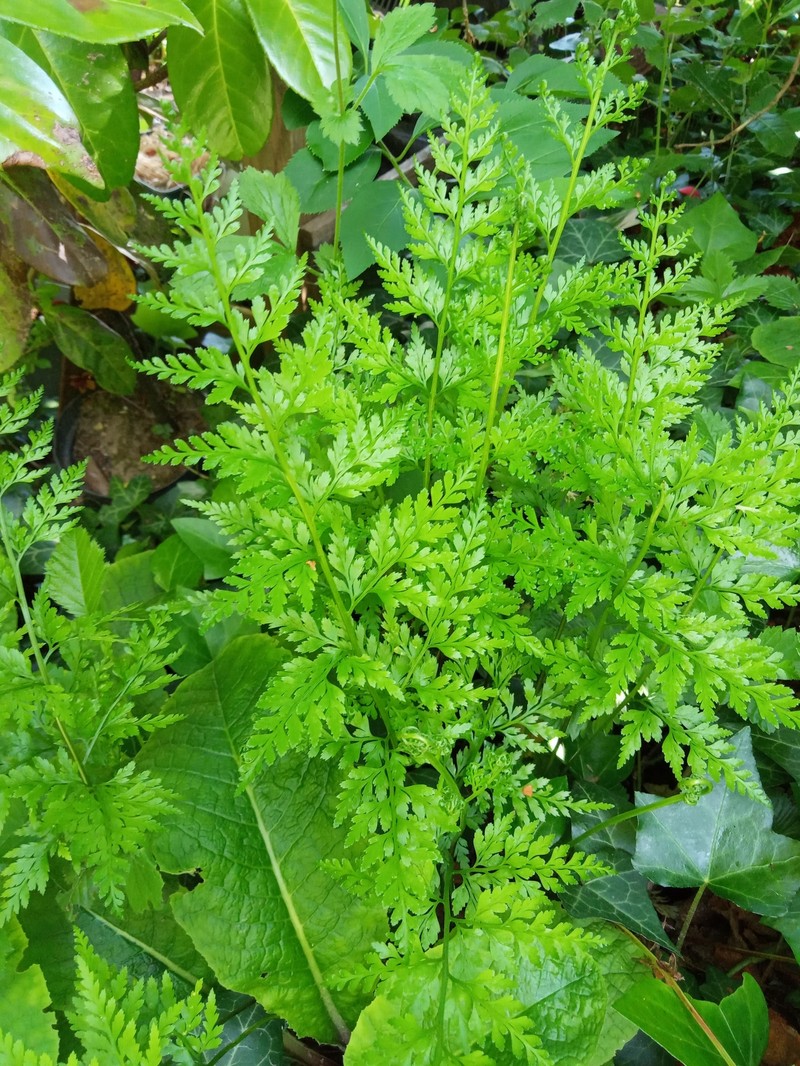 Spreading Spleenwort photo 4