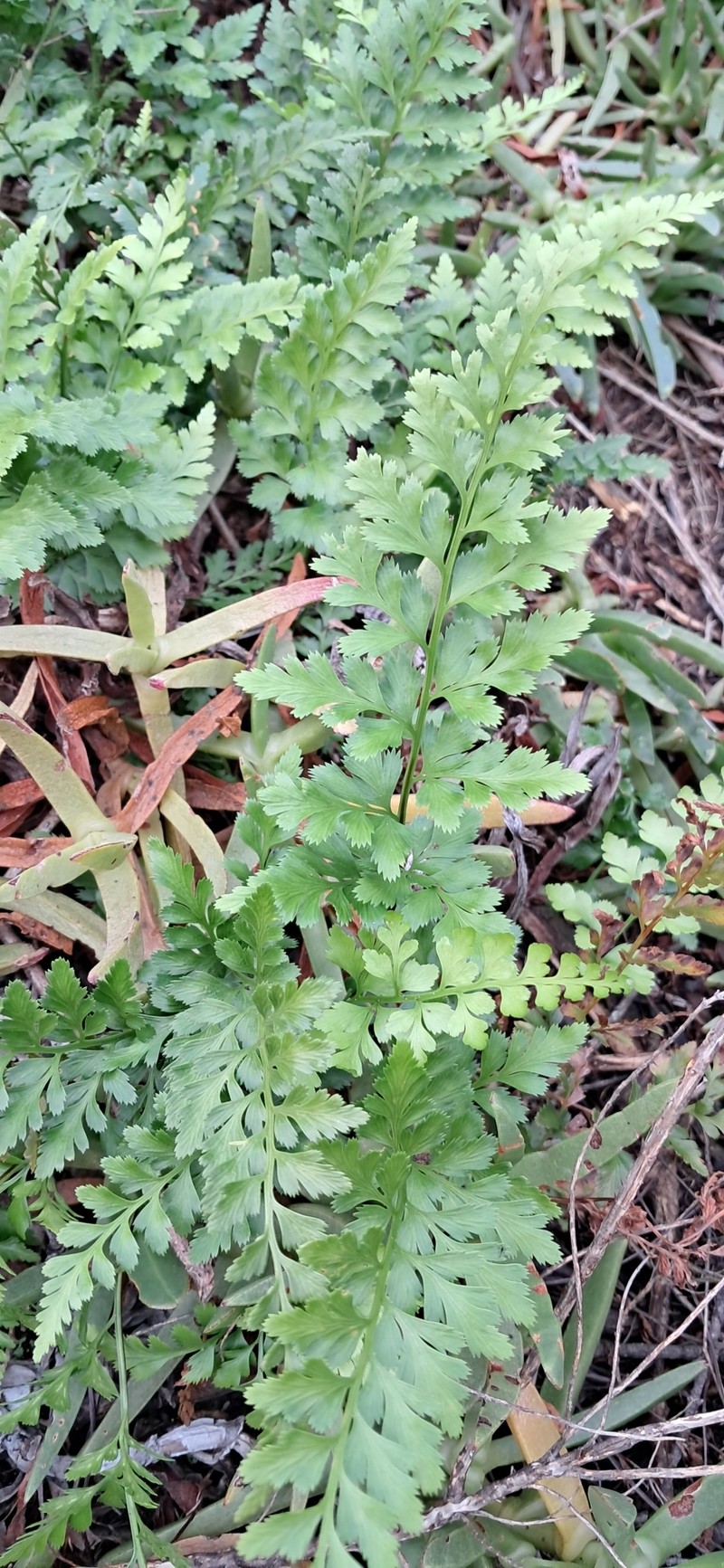 Spreading Spleenwort photo 5